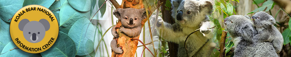Koala Bear National Information Center